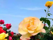 五一出游来这里吧,赴一场玫瑰花海之约