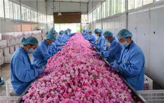 2019小金县首届高原玫瑰七夕情人季 邀您共赴浪漫之约