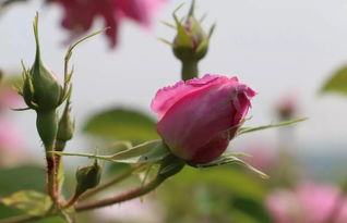 玫瑰之约 在徽县伏家镇赴一场视觉与感官的盛宴