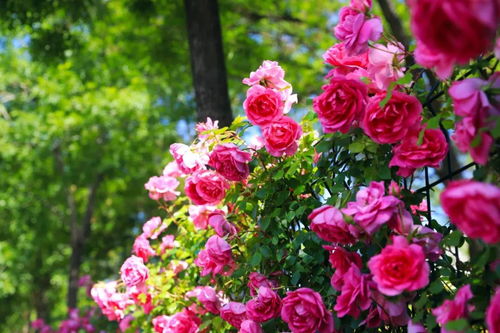 玫瑰之约 共赴浪漫大道