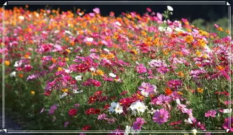 尽情山野 共赴玫瑰之约