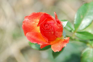 寻花之旅 玫瑰之约