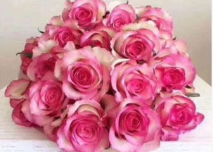 玫瑰之约 珍品玫瑰‘红羽’，恰似粉黛佳人的高雅之选