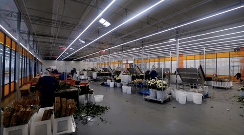 黄土高原上的“玫瑰之约” 一座超级工厂的绽放与承诺