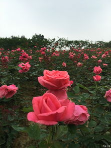 玫瑰之约 滴落玫瑰的相思