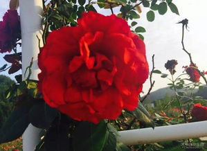 夏日里与小三的玫瑰之约