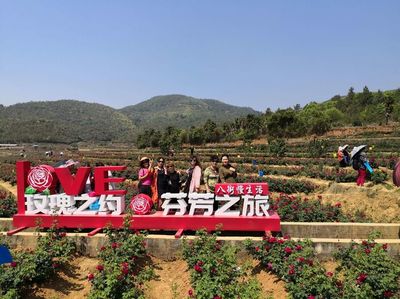 安宁八街，赴一场芬芳的玫瑰之约