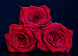 玫瑰之约 当工厂邂逅红色浪漫