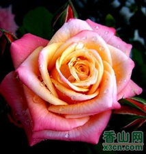 情人节玫瑰之约 以花为媒，共赏爱与美