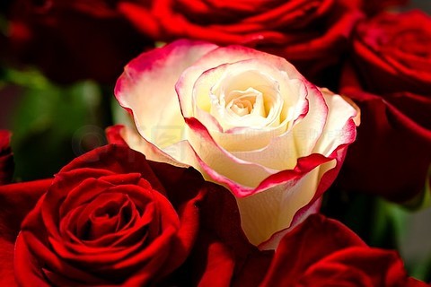 玫瑰之约 一场浪漫的电视革命与时代印记